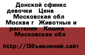 Донской сфинкс девочки › Цена ­ 8 000 - Московская обл., Москва г. Животные и растения » Кошки   . Московская обл.